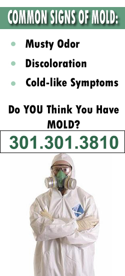 Laurel Mold Remediation Contractor